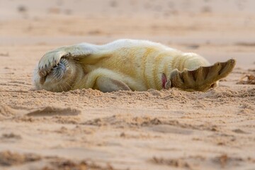 cute seal pup