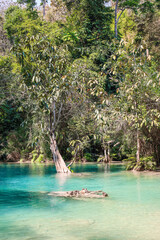 Kuang Si Waterfall, Laos. Beautiful turquoise water surrounded by trees.