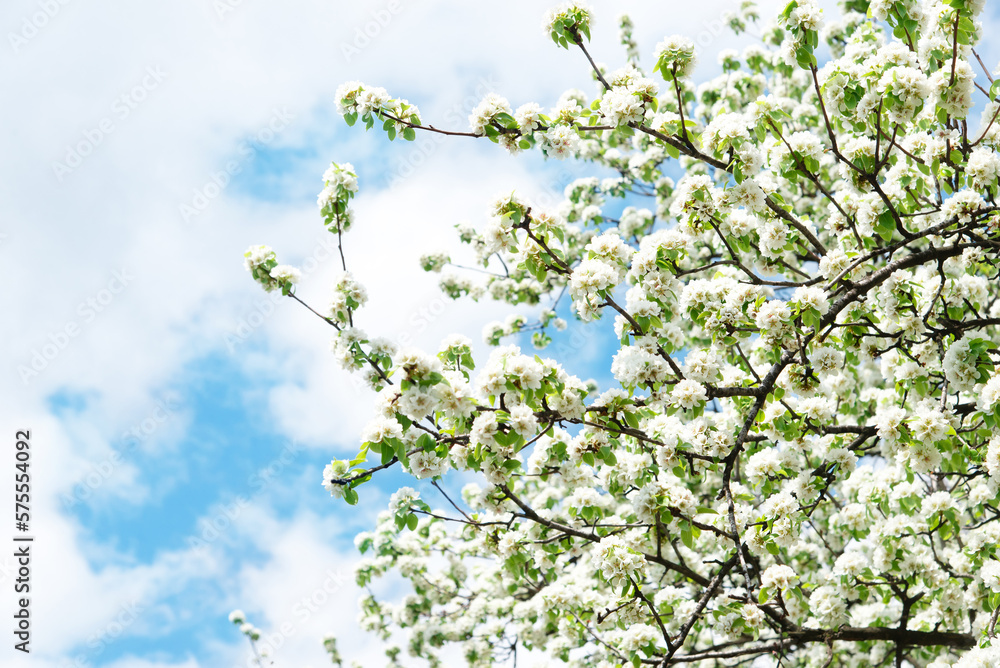 Sticker Spring apple tree with white flowers. Spring border or background art with white flowers. Beautiful nature with a blooming tree and sunlight.	