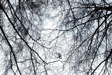 Black white photo of tree tops without leaves