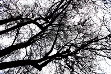 Black white photo of tree tops without leaves