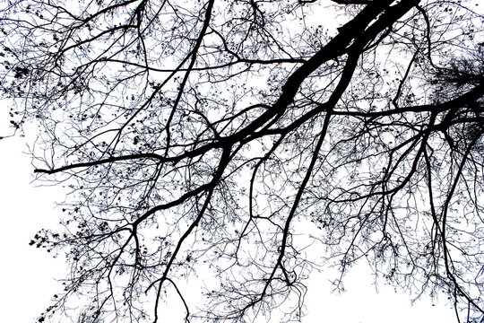 Black white photo of tree tops without leaves