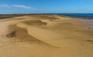 Mussels are farmed in mussel beds in the sea