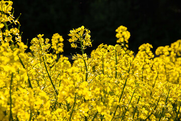 Flowering rapeseed field on a black background.