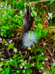 Gynura crepidioides or Sintrong flower  also called ebolo, thickhead, redflower ragleaf, or fireweed (Crassocephalum crepidioides) grow wild in the garden