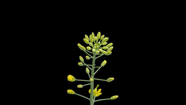 4K Time Lapse of beautiful Rapeseed flowers isolated on black background. Time-lapse of flowering bright yellow Canola.