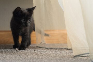 A small black kitten on the floor near white curtains.