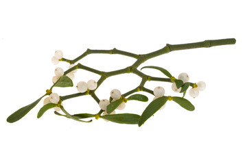 mistletoe isolated