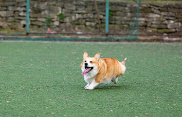 welsh corgi in motion during the game