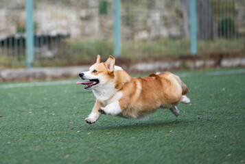 welsh corgi in motion during the game