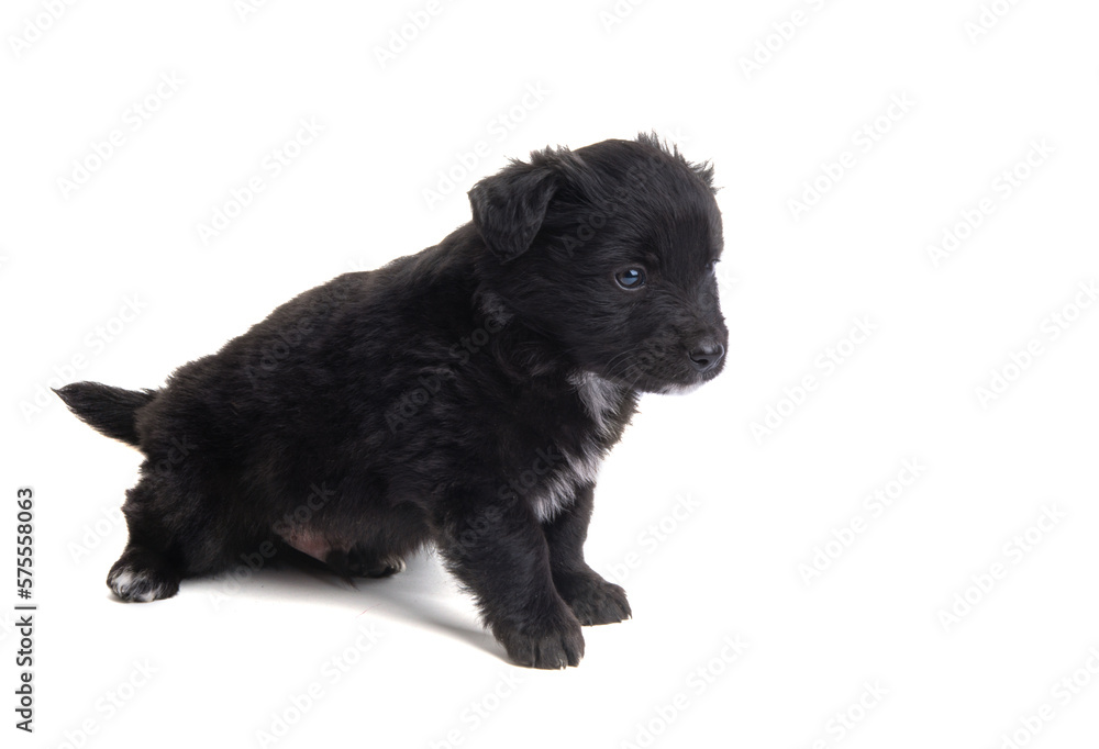 Sticker black puppy isolated