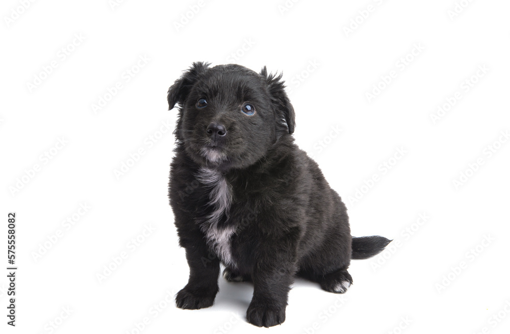 Poster black puppy isolated