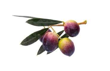 branch with olives isolated