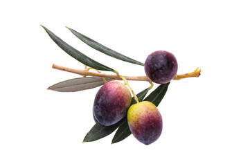 branch with olives isolated