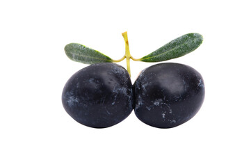 branch with olives isolated