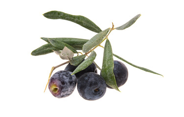 branch with olives isolated