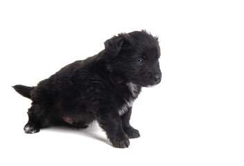 black puppy isolated
