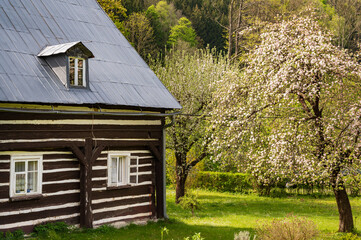 Fototapeta premium Spring with apple blossoms at an old wooden cottage in central Europe