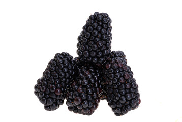 blackberry berries isolated