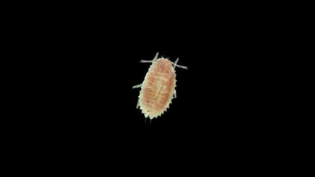 Insecta at stage nymph mealybug, superfamily Coccoidea under a microscope, possibly family Pseudococcidae. Order Hemiptera. Feed on plant juices of plants, houseplants, trees.