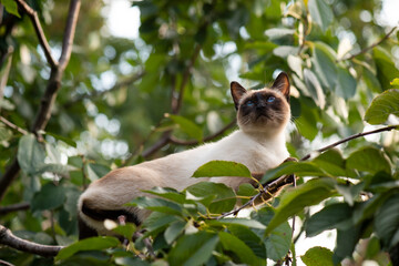 A Siamese cat with blue eyes lies on tree