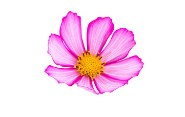 cosmea flower isolated