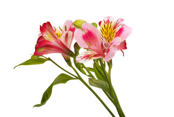 Obraz na płótnie Canvas alstroemeria flower isolated