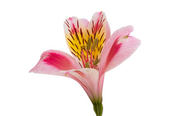alstroemeria flower isolated