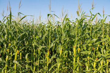 Obraz premium field with green corn on a sunny day