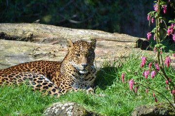 Male Sri Lankan leopard sitting amongst grass and flowers. In captivity at Banham Zoo in Norfolk, UK