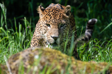 Male Sri Lankan leopard in pounce pose. In captivity at Banham Zoo in Norfolk, UK