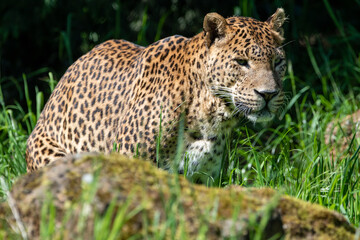 Fototapeta na wymiar Sri Lankan leopard in captivity at Banham Zoo in Norfolk, UK