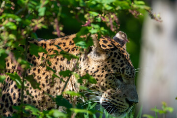 Male Sri Lankan leopard in captivity at Banham Zoo in Norfolk, UK