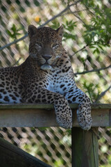 Male Sri Lankan leopard sitting on wooden platform. Banham Zoo, Norfolk, UK