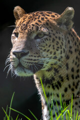 Portrait of male Sri Lankan leopard sitting in grass. Banham Zoo, Norfolk, UK