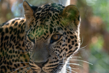 Fototapeta na wymiar Portrait of male Sri Lankan leopard. Banham Zoo, Norfolk, UK