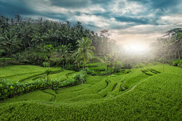 Tegallalang rice terrace in Ubud, Bali, Indonesia