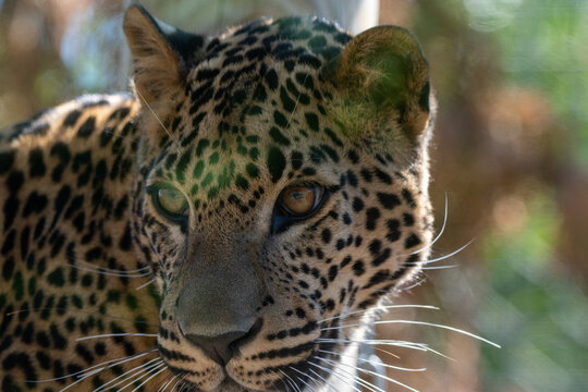 Portrait of male Sri Lankan leopard. Banham Zoo, Norfolk, UK