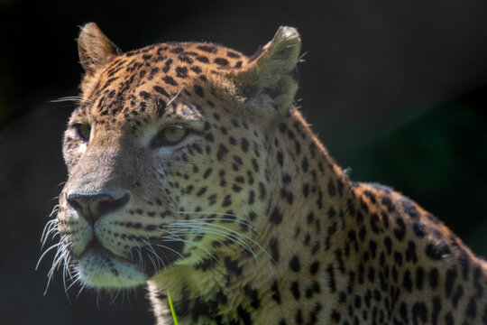Head portrait of male Sri Lankan leopard. Banham Zoo, Norfolk, UK