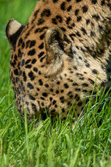 Male Sri Lankan leopard. In captivity at Banham Zoo in Norfolk, UK