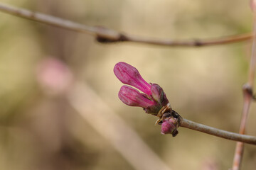 東京港区赤坂4丁目のウグイスカグラ