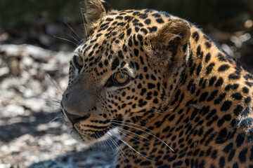 Head portrait of young male Sri Lankan leopard., with detail of head, eyes and face. In captivity at Banham Zoo in Norfolk, UK. At eye contact level