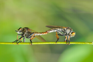 Robberfly mating moment