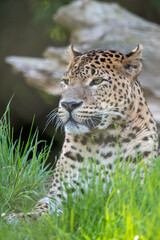 Portrait of male Sri Lankan leopard laying/resting in grass. In captivity at Banham Zoo in Norfolk, UK