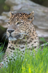 Portrait of male Sri Lankan leopard laying/resting in grass. In captivity at Banham Zoo in Norfolk, UK