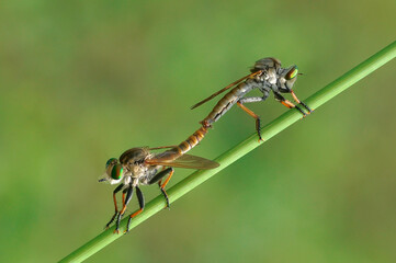 Robberfly mating moment