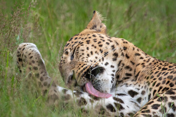 Male Sri Lankan leopard washing/preening with tongue out in grass. in captivity at Banham Zoo in Norfolk, UK	