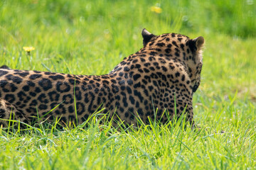 Back of young male Sri Lankan leopard laying/resting in grass. in captivity at Banham Zoo in Norfolk, UK