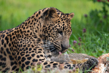 Young male Sri Lankan leopard laying/resting in grass. in captivity at Banham Zoo in Norfolk, UK