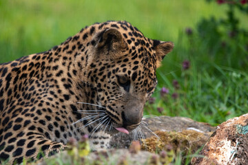 Young male Sri Lankan leopard laying/resting in grass. in captivity at Banham Zoo in Norfolk, UK